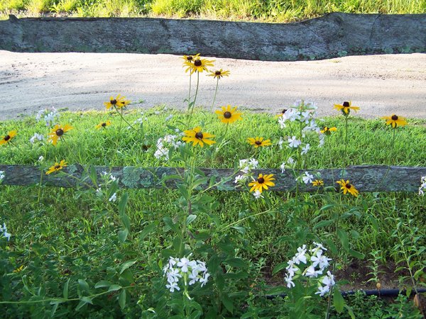 4th Fence - blackeyed susans, phlox crop July 2018.jpg