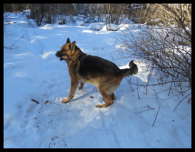 Bruno with stick posed ready to play.JPG