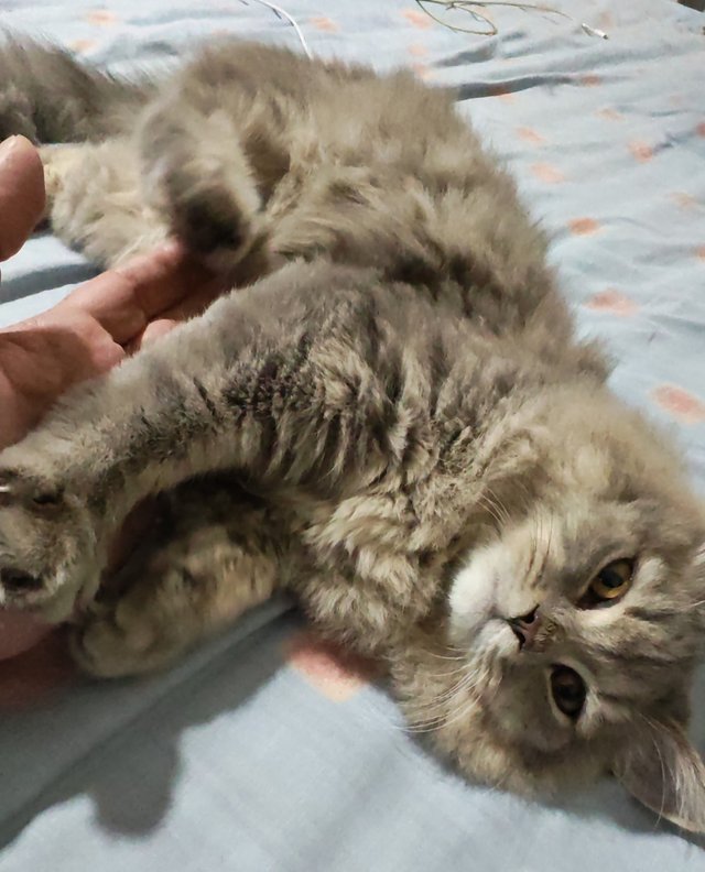 persian-.jpg