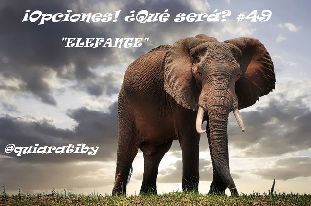 elefante.jpg