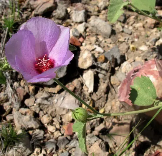 Rock-Hibiscus1.jpg.webp