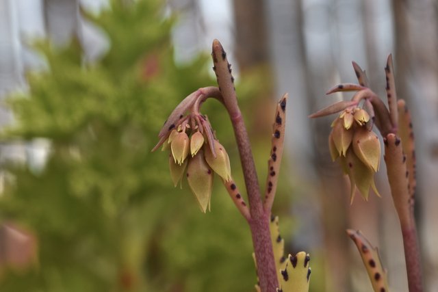 Kalanchoe lucky bells buds 1.jpg