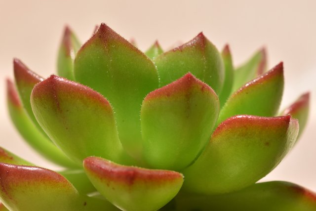 echeveria affinis 4.jpg