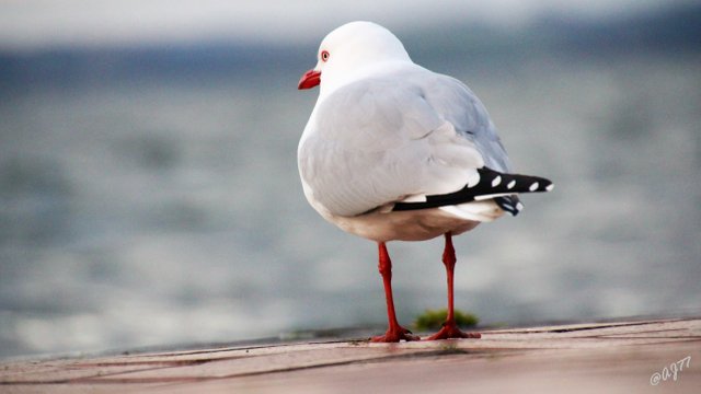 seagull-signed.jpg