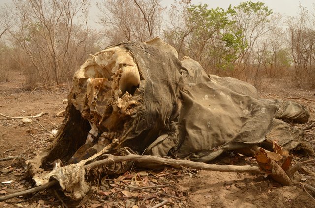 1.15 Poaching, 5 months old elephant body carcass,Arthur,Chad,2017.jpg