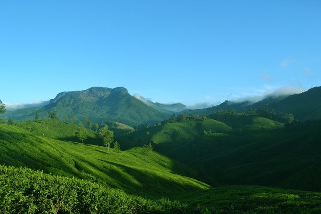 munnar-g56b64e19f_1280.jpg