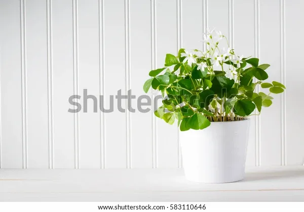 saint-patricks-day-shamrock-white-600w-583110646.webp