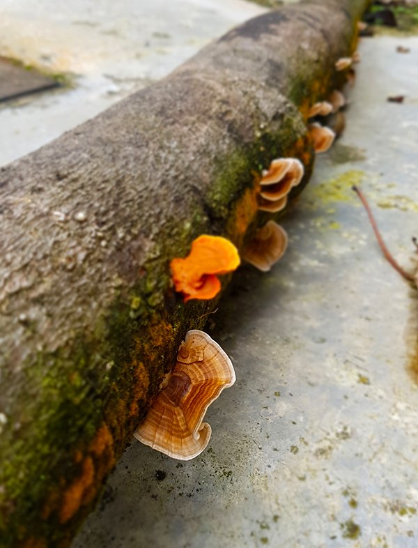 Mushroom02.jpg