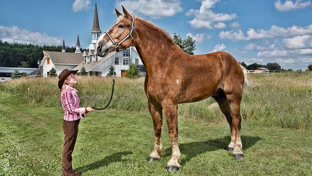 Tallest-horse-living_tcm25-510245.jpg