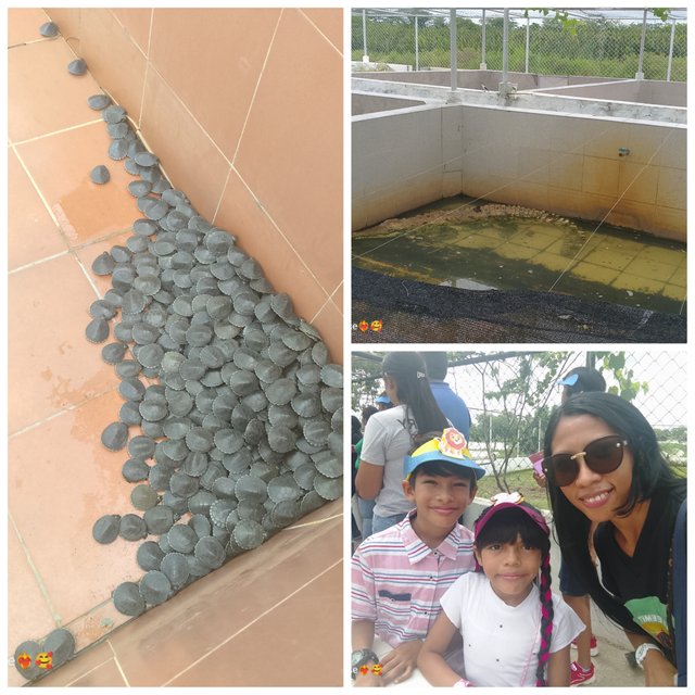 photocollage_2025517205831819.jpg