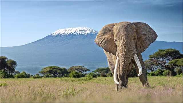 nature-africa-view-mountain-kilimanjaro-elephant-beauty-prir.jpg