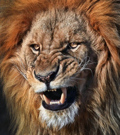 angry lion.jpg