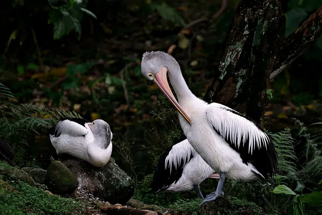 pelicans-7599063_1280.webp