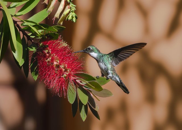 hummingbird-8584603_1280.jpg