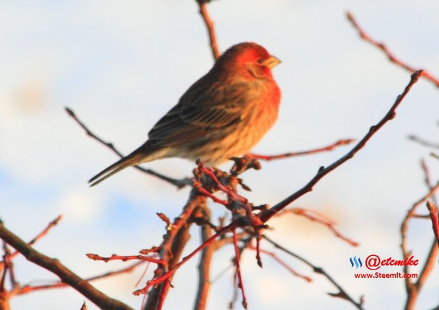 House Finch PFW10_0547.JPG