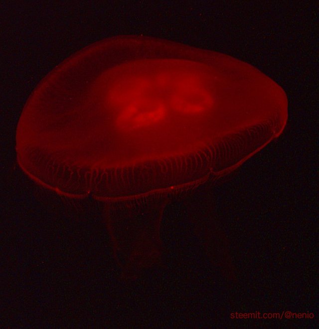 jellyfish-03.jpg