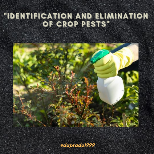 Identification and elimination of crop pest_20240925_074546_0000.png