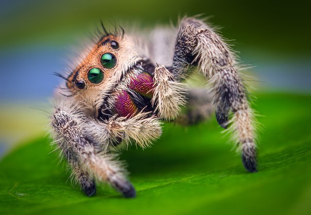 Female_Jumping_Spider_-_Phidippus_regius_-_Florida.jpg