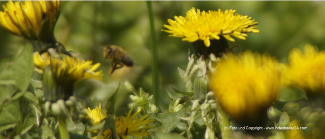 20190407 Macro Biene mit Löwenzahn.png