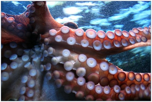 octopus-250101_1920-1024x687.jpg