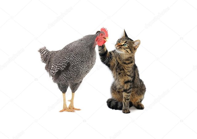 depositphotos_41015955-stock-photo-cat-and-rooster.jpg