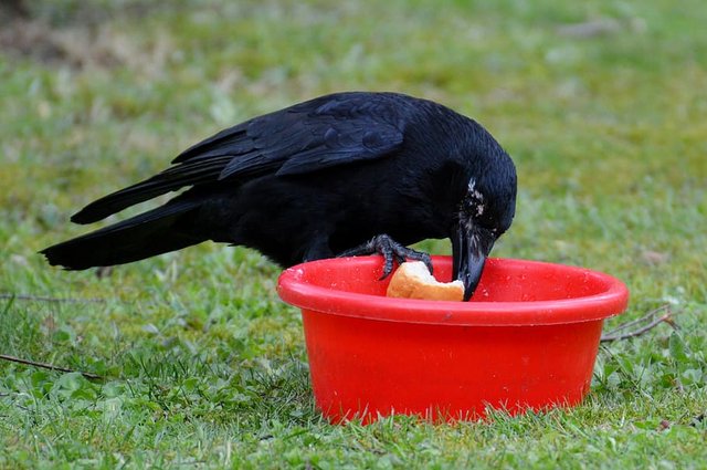 crow-raven-raven-bird-black.jpg