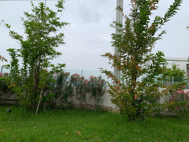 garden106.jpg