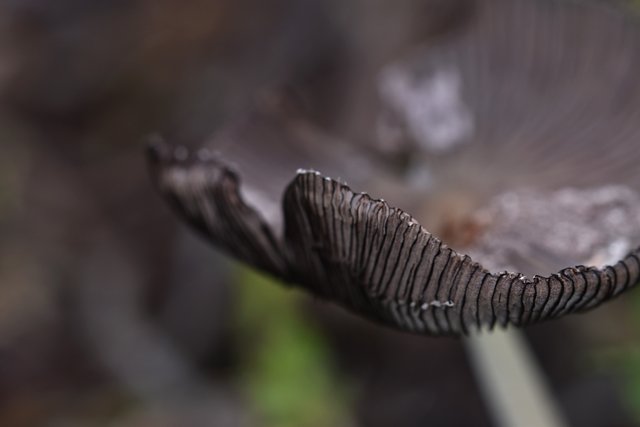 Mushroom hat gills 1.jpg