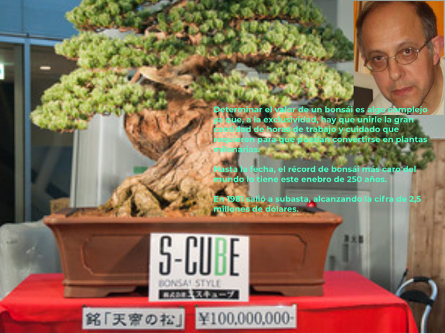 01.-steemit-bonsai-record.png