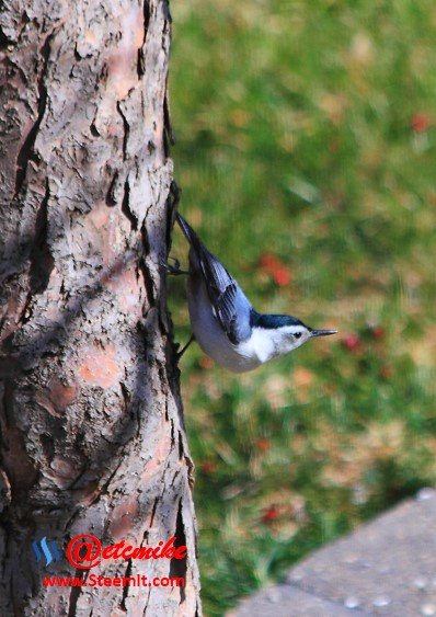 White-breasted Nuthatch PFW47.jpg