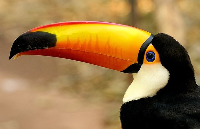 toucan-3746909__480.jpg