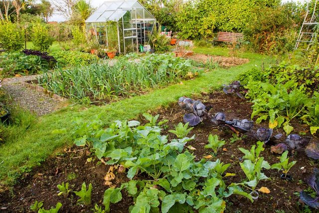 incredible-backyard-vegetable-garden-hs.jpg