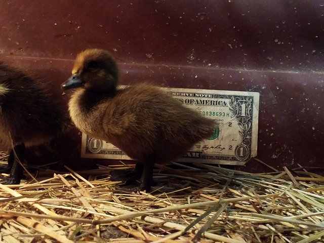 Duck at 4 days old.jpg