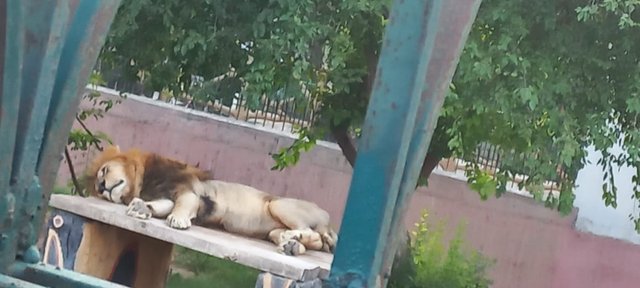 Lion.jpeg