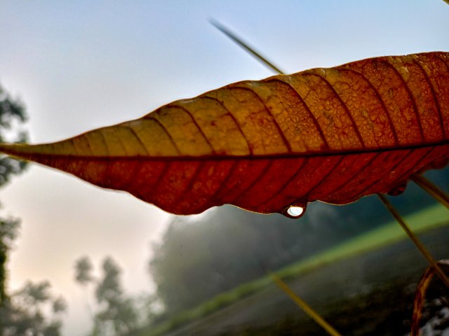 IMG20241215064226.jpg