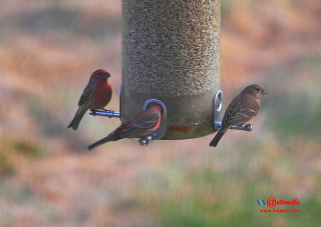 House Finch PFW0263.JPG