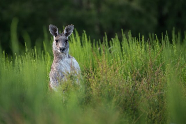 kangaroo-g10a4f5e82_1920.jpg