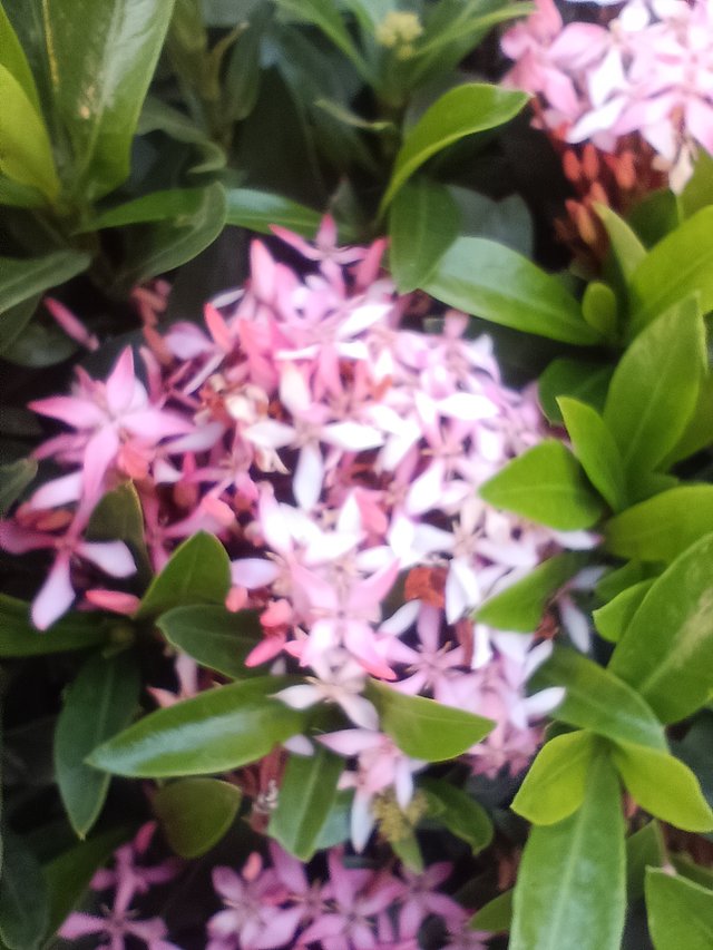 IMG_20250426_172108.jpg