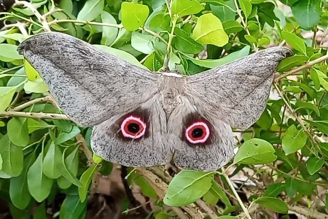 Weird Butterfly.jpg