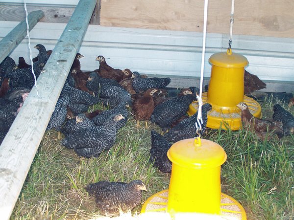 Broilers in hoophouse crop June 2018.jpg