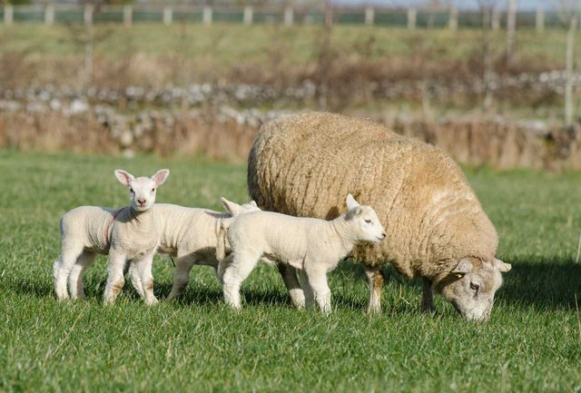 Lamm_Spring-lambs_by_Andreas-Riemenschneider_CC_BY-ND_2-0_12543855573_1b53ab50bd_o-TB-Web.jpg