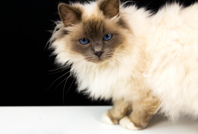 beautiful white biege cat with grey face and blue eyes.jpg