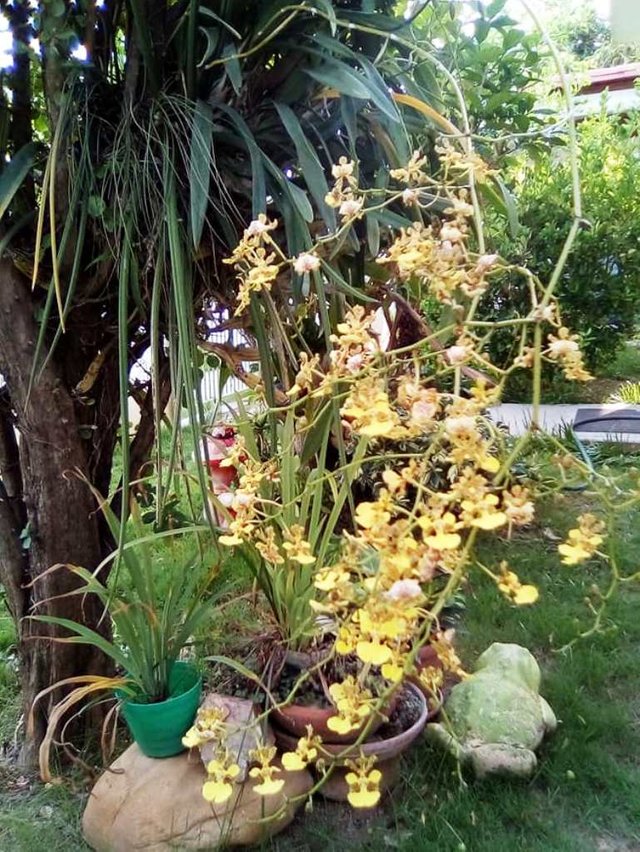 Orquidea amarilla.jpg