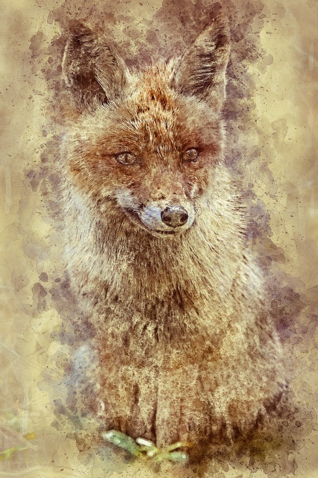 fox-3410114_1920.jpg