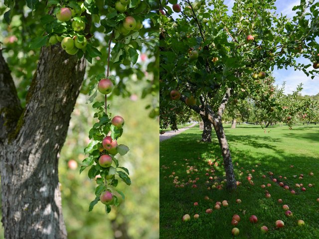 Krusenberg apples bearneitet1.jpg