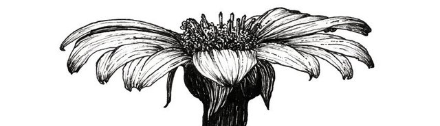 foreshortened-flower-drawing.jpg