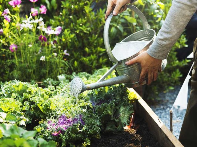 practical_guide_to_watering_garden_635810717_768x576.jpg