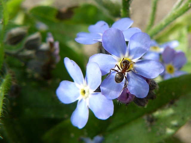 forget-me-not flowers 3.jpg