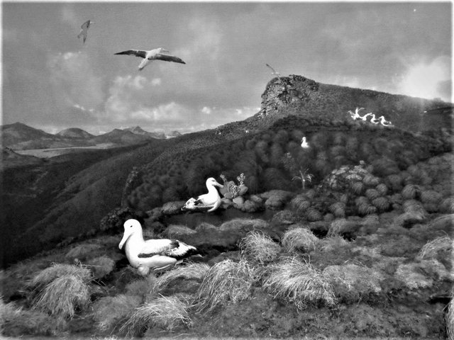 albatross_under_arctic_sun_dcen.jpg
