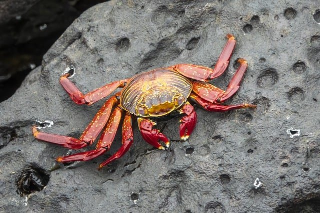 crab-7866915_640.jpg